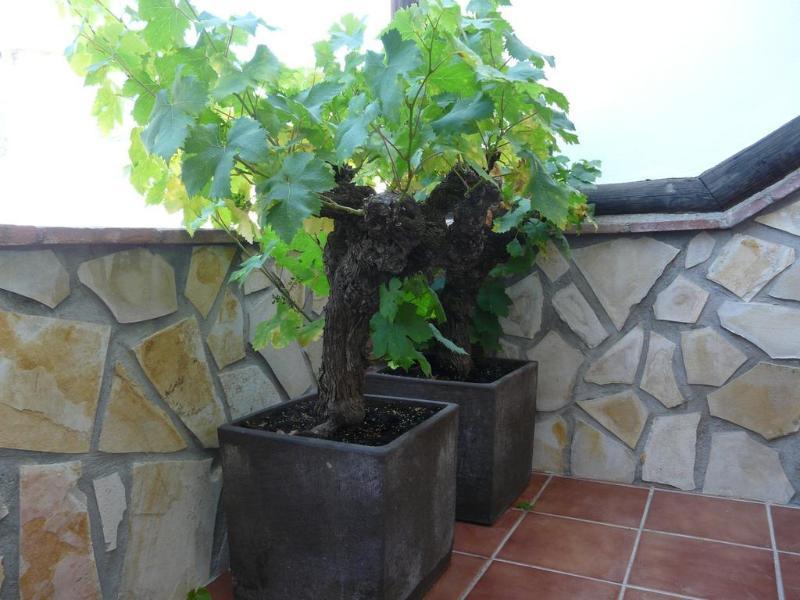 Hostal Palomares Salobrena Ngoại thất bức ảnh